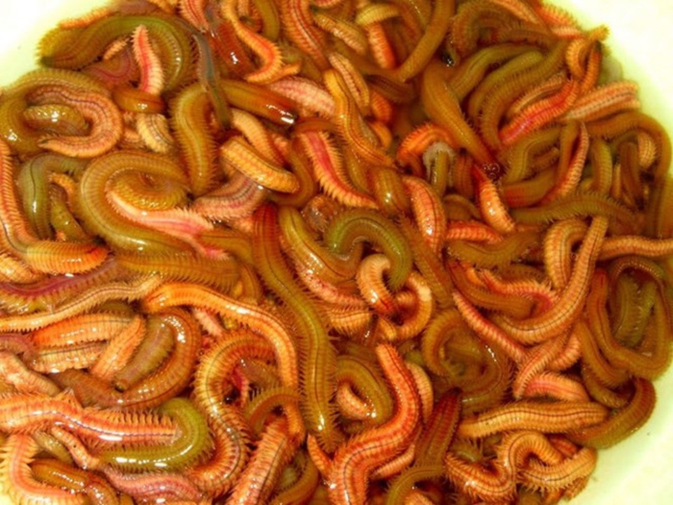 Dân buôn tiết lộ đặc sản “nhìn thì sợ, nếm thì mê” có giá nửa triệu đồng/kg - 1 Dân buôn tiết lộ đặc sản “nhìn thì sợ, nếm thì mê” có giá nửa triệu đồng/kg - 1