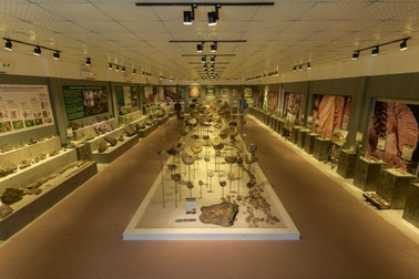 Triển lãm "Hóa Thạch - Hành trình khám phá nguồn gốc của sự sống trên trái đất" lần đầu đồng hành cùng Festival Huế 2022