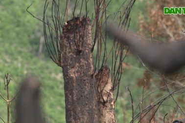 Cận cảnh hàng chục hecta rừng phòng hộ ở Phú Yên bị chặt, phá