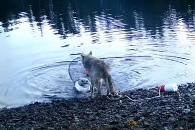 Sói hoang gây chấn động giới khoa học với hành vi "dùng công cụ"