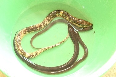 Bắt được lươn lốm đốm vàng, đen rất lạ