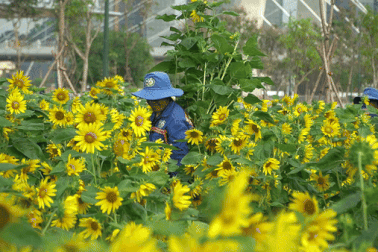 Thay mới toàn bộ hoa hướng dương ở Công viên bờ sông Sài Gòn