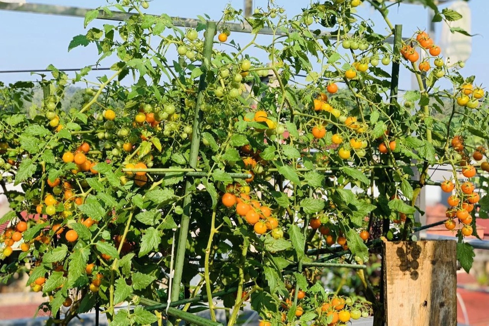 Mẹ đảm Sơn La chia sẻ bí quyết làm vườn sân thượng bội thu, đẹp như tranh - 13 Mẹ đảm Sơn La chia sẻ bí quyết làm vườn sân thượng bội thu, đẹp như tranh - 13