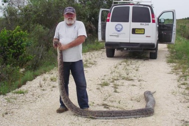 Một con trăn dài 4,3m với ba chú hươu trong bụng