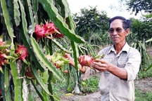 Lão nông "biến" đồi trọc cằn cỗi thành "kho báu"