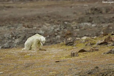 Đoạn clip khiến người xem bật khóc vì cái chết của gấu trắng