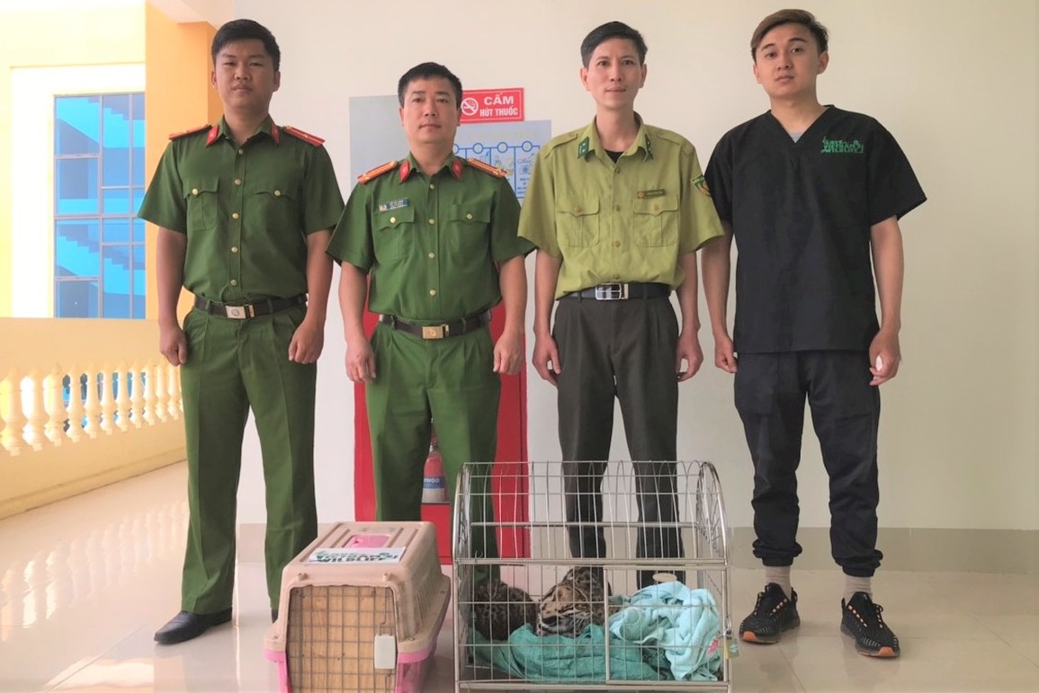 Giải cứu gia đình mèo rừng quý hiếm bị nuôi nhốt trái phép - 2 Giải cứu gia đình mèo rừng quý hiếm bị nuôi nhốt trái phép - 2