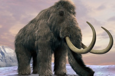 Ngà voi ma mút lông đang được buôn bán?