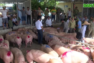Gần 500 con lợn sống Thái Lan về đến chợ đầu mốiRất
