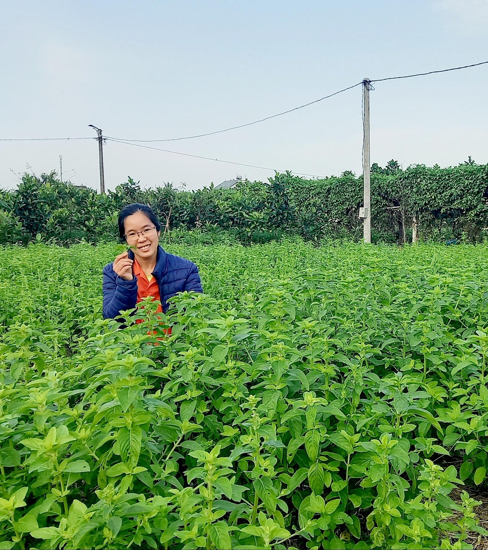 Từ cọng bạc hà dập nát, cô gái Thái Bình thuê đất trồng dược liệu làm giàu - 2 Từ cọng bạc hà dập nát, cô gái Thái Bình thuê đất trồng dược liệu làm giàu - 2
