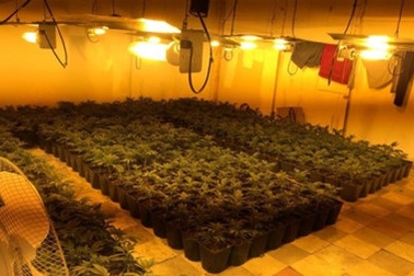 Anh phạt tù 3 người Việt làm việc ở trại cần sa lớn nhất Coventry