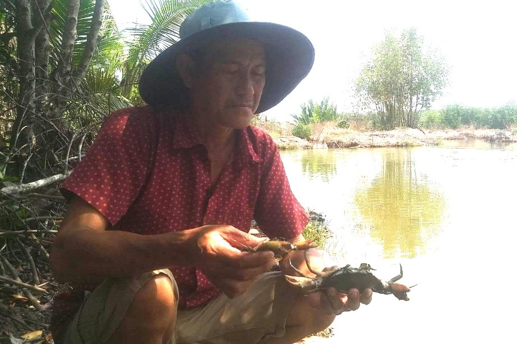 Cua Cà Mau chết hàng loạt, người nuôi toát mồ hôi, tỉnh hỏa tốc chỉ đạo - 1 Cua Cà Mau chết hàng loạt, người nuôi toát mồ hôi, tỉnh hỏa tốc chỉ đạo - 1