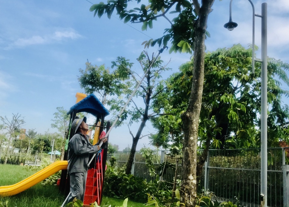 Sân trường “hụt hẫng” khi cây xanh bị đốn hạ, tỉa trụi cành - 2 Sân trường “hụt hẫng” khi cây xanh bị đốn hạ, tỉa trụi cành - 2