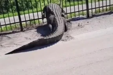 Cá sấu mõm ngắn cho thấy sức mạnh đáng kinh ngạc