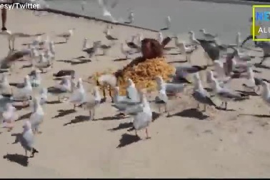 Diễn viên hài phủ khoai tây chiên lên người để gọi chim đến