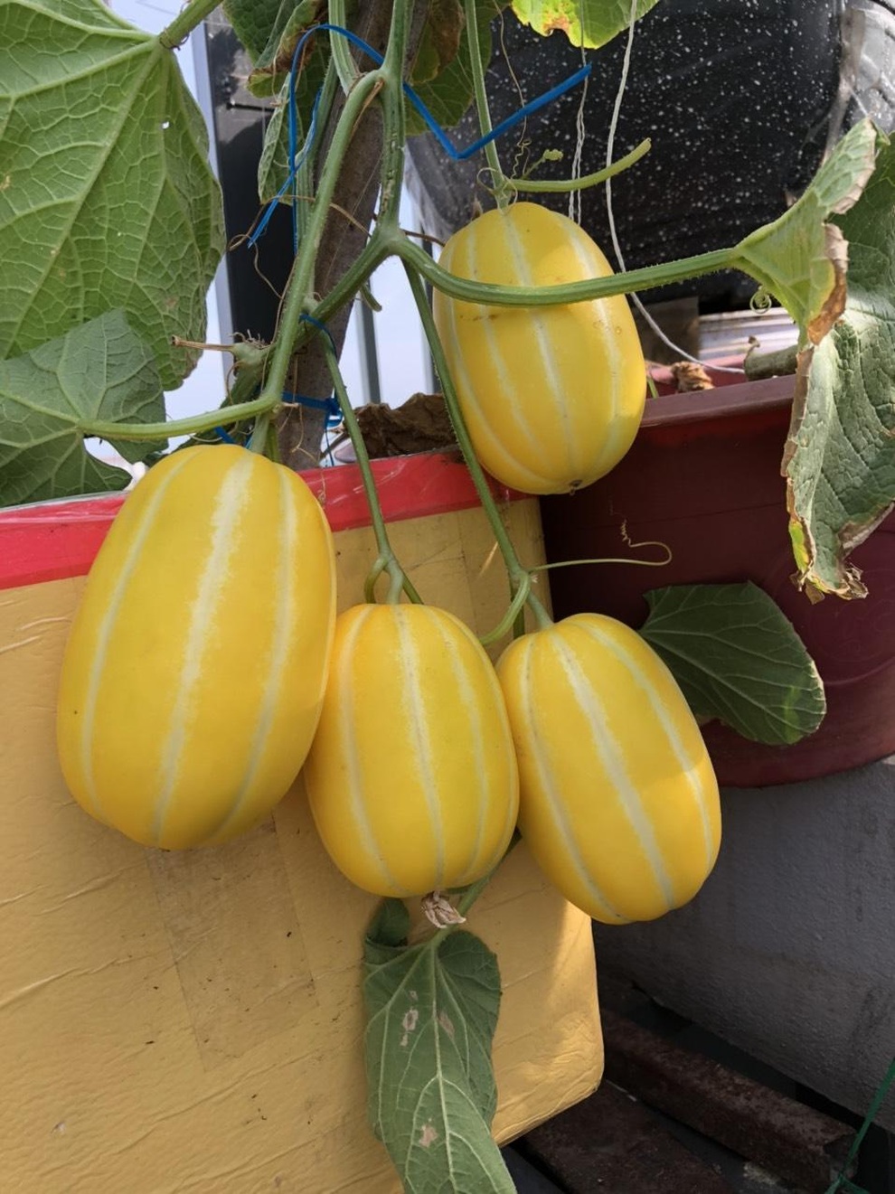 Cặm cụi vác đất lên tầng 5, mẹ đảm Đà Nẵng có vườn rau trái 100m2 - 10