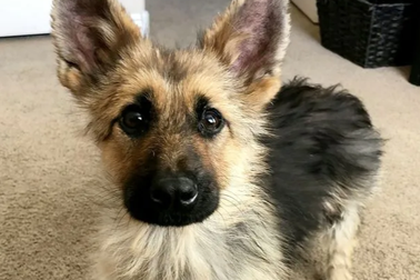 Chó mang gien độc đáo cả đời trông như chú cún con