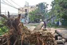 Hàng loạt cây xanh ngã đè nhà dân và ô tô sau trận mưa lớn
