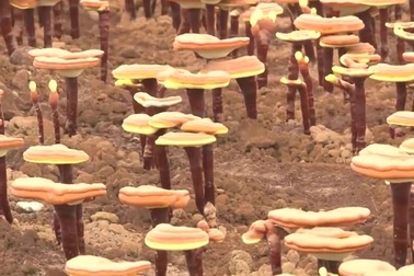 Khám phá trang trại trồng nấm đắt đỏ nhất ở Nhật Bản