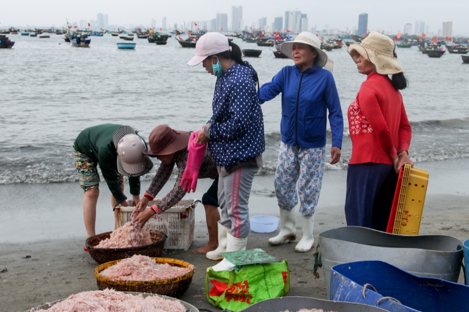 Ngư dân Đà Nẵng trúng đậm mùa ruốc biển - 7 Ngư dân Đà Nẵng trúng đậm mùa ruốc biển - 7