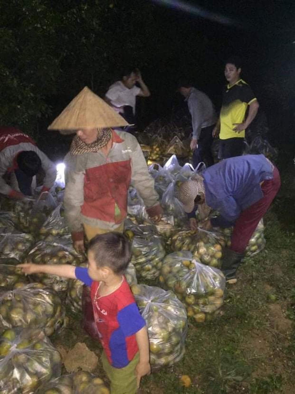 Giải cứu quýt cho người nông dân ở vùng đất đỏ xứ Nghệ - 4 Giải cứu quýt cho người nông dân ở vùng đất đỏ xứ Nghệ - 4