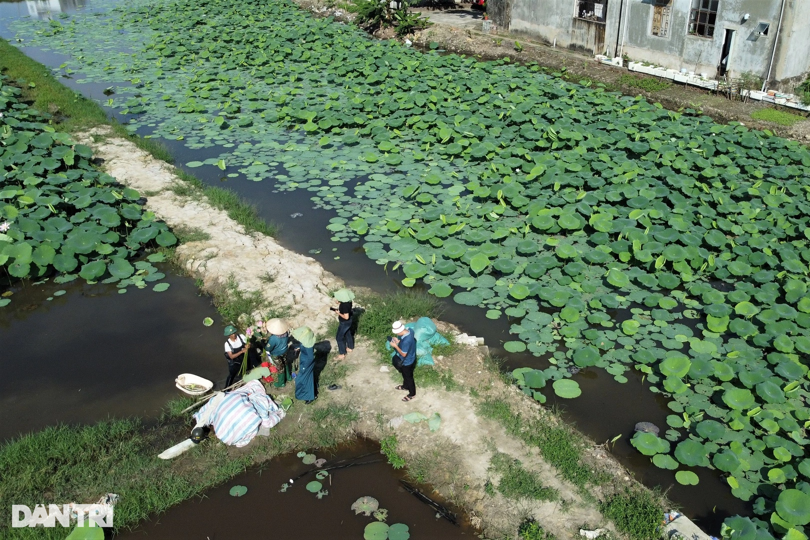 View - Đặc sản màu trắng sữa, sờ mát lạnh giúp bác nông dân có thu nhập cao | Báo Dân trí