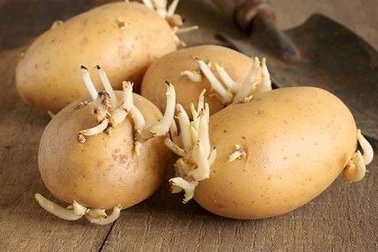 Những chất độc từ thức ăn thực vật