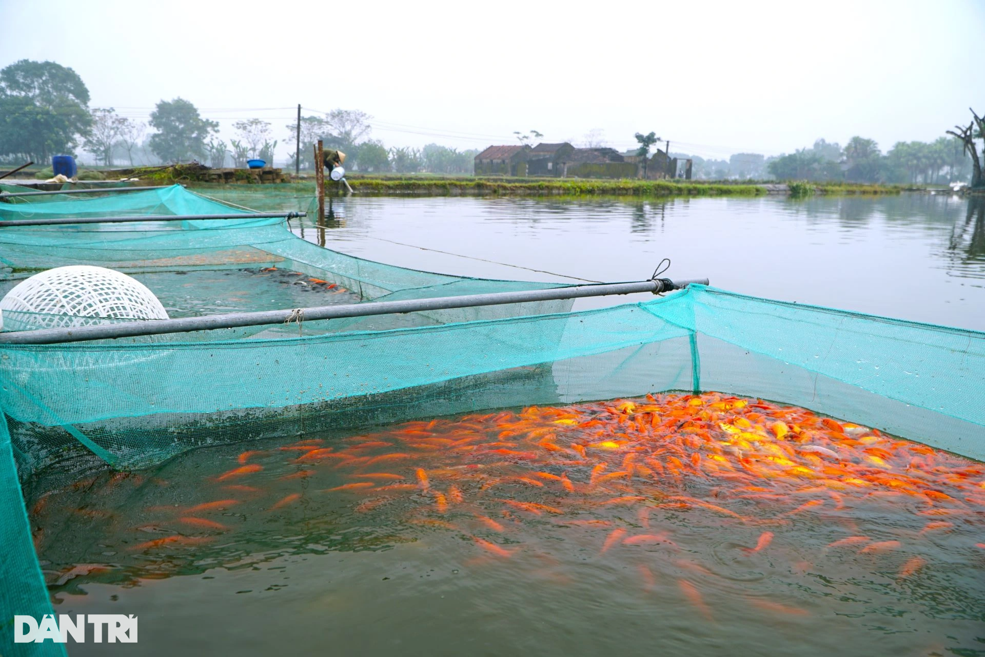 Mẻ lưới trăm triệu tại nơi sản xuất phương tiện tiễn ông Công, ông Táo - 10 Mẻ lưới trăm triệu tại nơi sản xuất phương tiện tiễn ông Công, ông Táo - 10