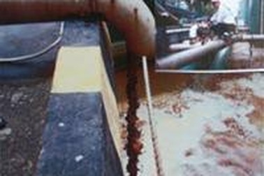 Phá hoại môi trường: Công ty Vedan Việt Nam sẽ bị xử lý mức cao nhất