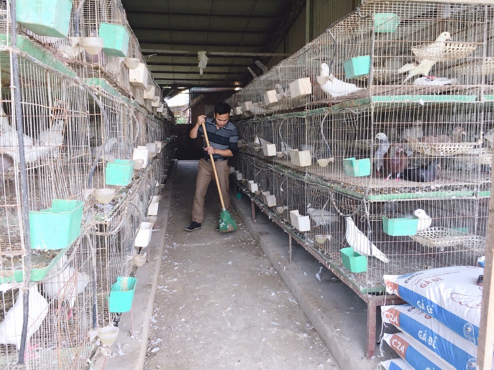 Bỏ nghề lập trình về nuôi chim bồ câu, thu 15 tỷ đồng, lãi 3 tỷ đồng/năm - 5 Bỏ nghề lập trình về nuôi chim bồ câu, thu 15 tỷ đồng, lãi 3 tỷ đồng/năm - 5