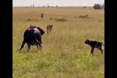Trâu rừng vừa sinh con bị bầy sư tử bao vây và cái kết đầy bi thảm