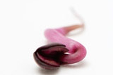 Điều thú vị về "tinh binh”