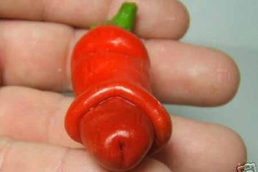 Hài hước với những hình ảnh “nhạy cảm” của tự nhiên