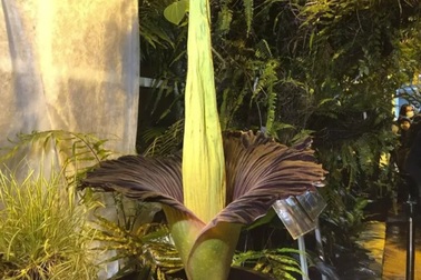 Hoa xác chết khổng lồ nở rộ ở Ba Lan