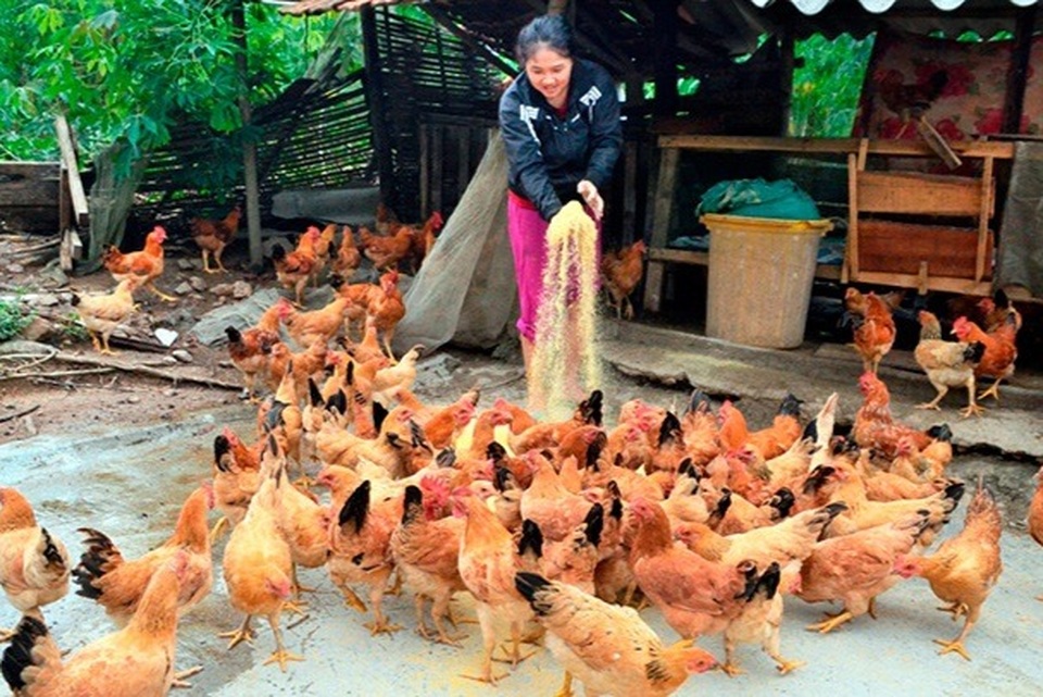 Thừa Thiên Huế: Tạo ra nhiều mô hình giảm nghèo bền vững - 2 Thừa Thiên Huế: Tạo ra nhiều mô hình giảm nghèo bền vững - 2