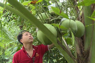 Vĩnh Long: Giảng viên trẻ thành công với nghề trồng dừa dứa hồ lô