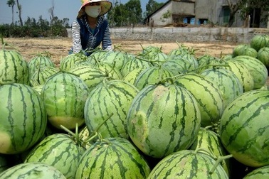 Để không lập lại cảnh nông sản “được mùa rớt giá”