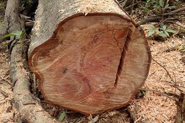 Lãng phí lớn trong thu dọn lòng hồ Ngàn Trươi