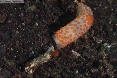 Cận cảnh xem sên biển rượt đuổi để "xơi tái" đồng loại