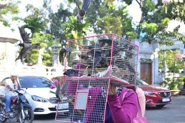 Sai lầm nhiều người mắc khi thực hiện lễ phóng sinh đầu năm mới