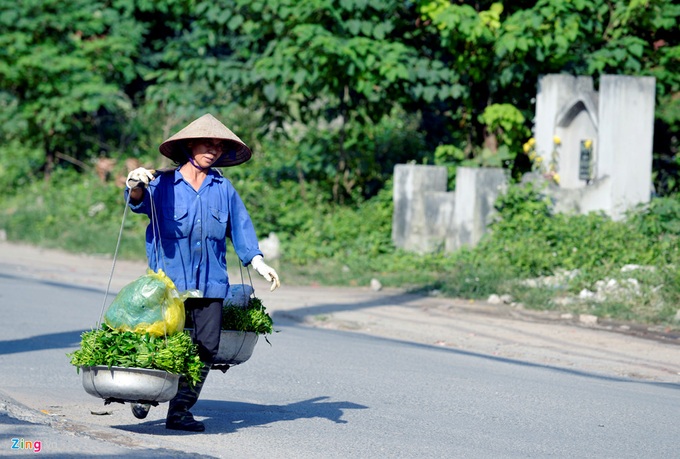 Rau muống từ nghĩa địa tới chợ
