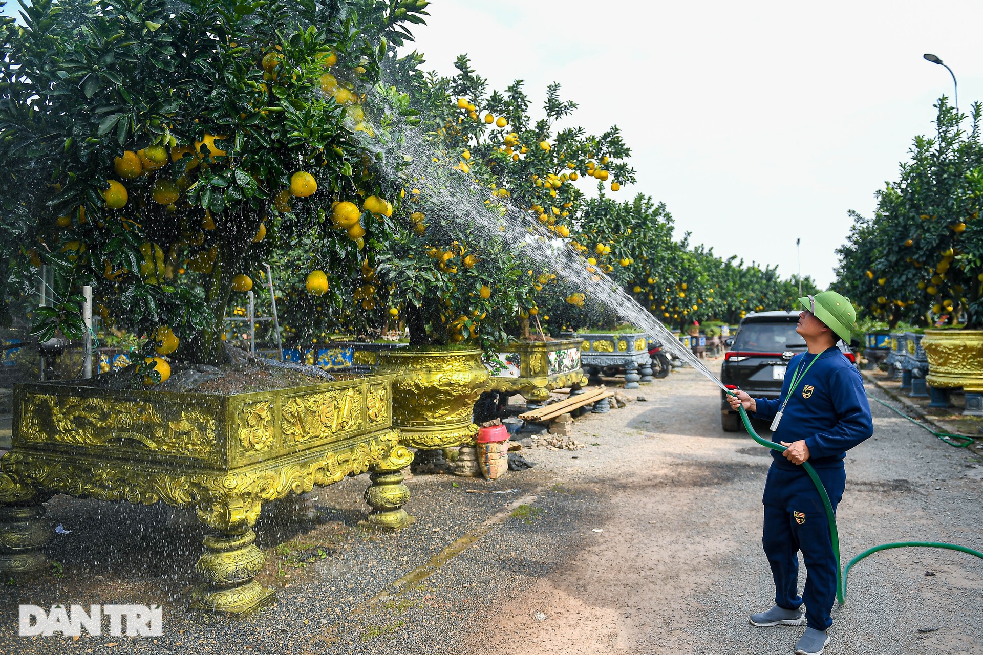 Vườn bưởi cảnh tiền tỷ của anh nông dân ở Hưng Yên - 10