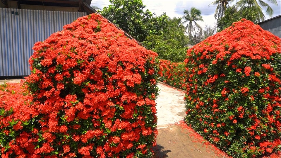 Chiêm ngưỡng ngôi nhà quê với hàng rào độc khiến thị dân chỉ biết mơ ước - 6 Chiêm ngưỡng ngôi nhà quê với hàng rào độc khiến thị dân chỉ biết mơ ước - 6
