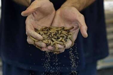 'Biến' sâu gạo thành 'siêu thực phẩm' đem lại lợi nhuận cao