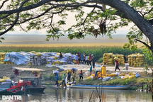 Nông dân miền Tây khấp khởi trước đà giá lúa gạo tăng cao