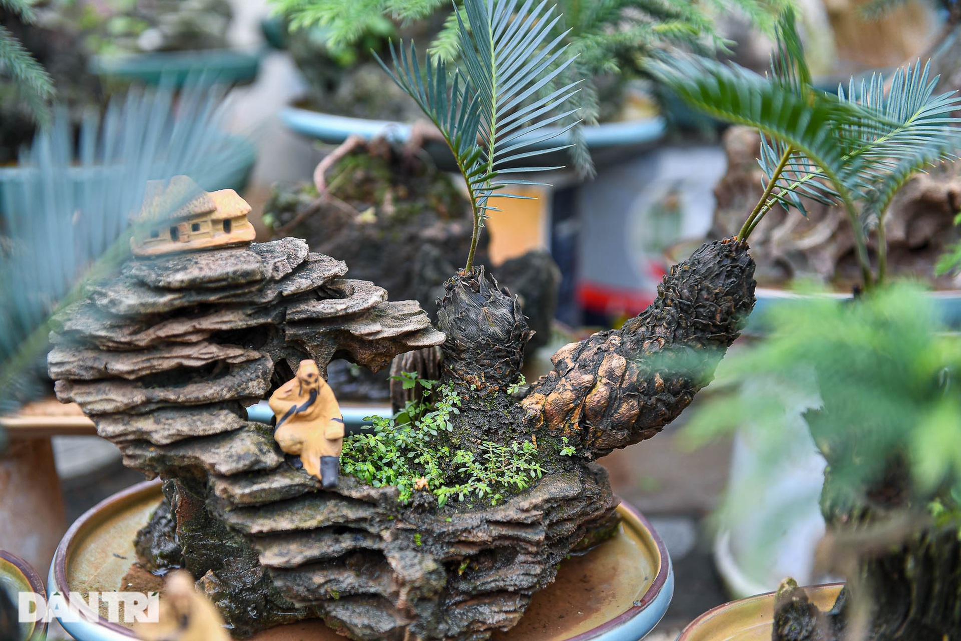 Vạn tuế bonsai giá chục triệu đồng hút khách chơi Tết ở Hà Nội - 6 Vạn tuế bonsai giá chục triệu đồng hút khách chơi Tết ở Hà Nội - 6