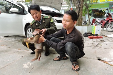 Thả cá thể khỉ mốc về môi trường tự nhiên