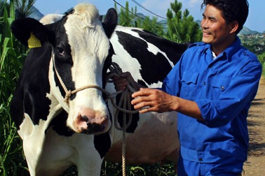 Tưng bừng ngày hội Hoa hậu bò sữa Mộc Châu 2014