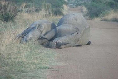 Đau lòng hình ảnh tê giác mẹ đang mang thai và con bị săn trộm bắn chết