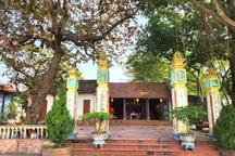 4 cây di sản 200 năm tuổi trong ngôi đình làng cổ